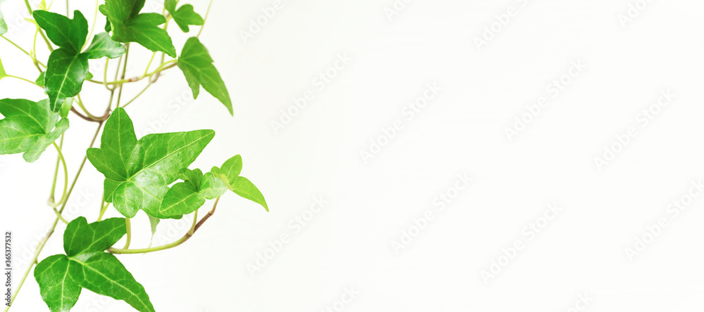 Star-shaped vine houseplant and white wall background material. 星形のつる性の観葉植物と白い壁の背景素材 Star-shaped vine houseplant and white wall background material. 星形のつる性の観葉植物と白い壁の背景素材