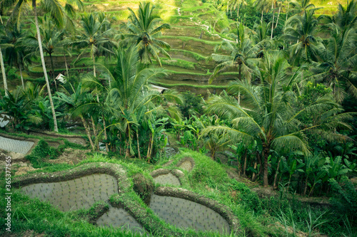 Green rice terraces in the Bali island, Indonesia.