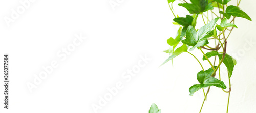 Star-shaped vine houseplant and white wall background material.                                                             