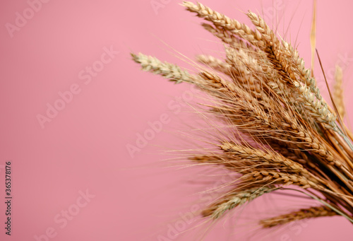 Sheaf of golden wheat spikelets on the pink background. Wheat cereals