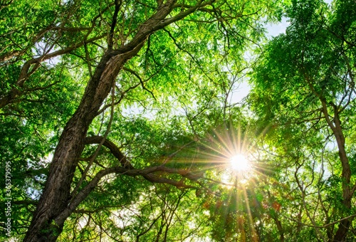 Sunshine Through the Tree Canopy