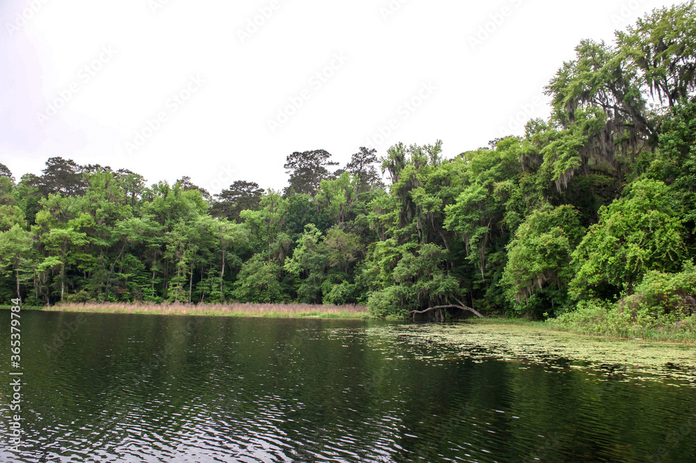 The beautiful Mc clay state park Florida background blue sky. The beautiful Mc clay state park Florida background blue sky.