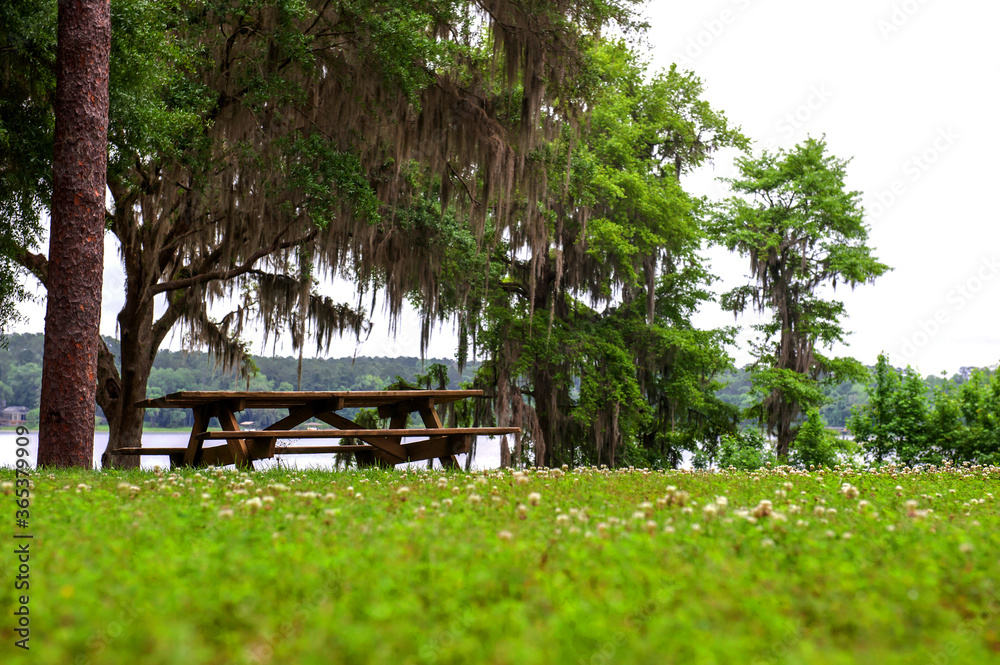 The beautiful Mc clay state park Florida and curious Tillandsia, spanish moss background blue sky.