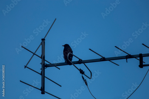 bird on a wire