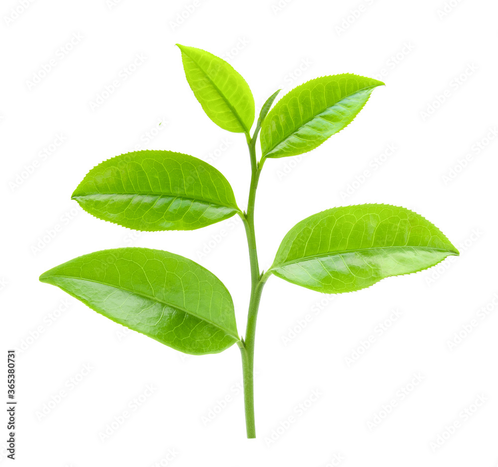 tea leaf on white background tea leaf on white background