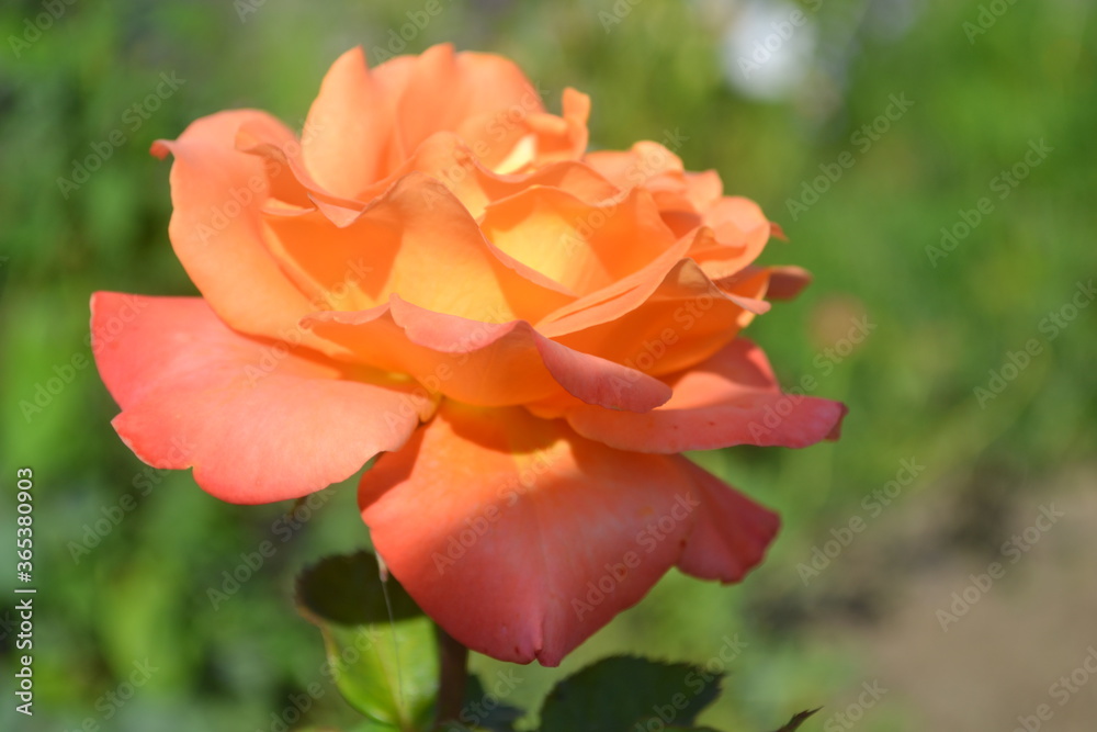 orange rose flower