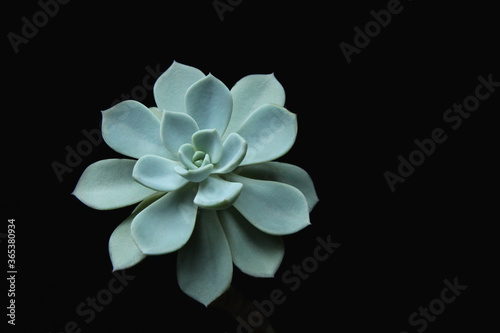 Echeveria ( Rose stone ) cactus succulent isolated on black background including clipping path with copy space. blue echeveria background