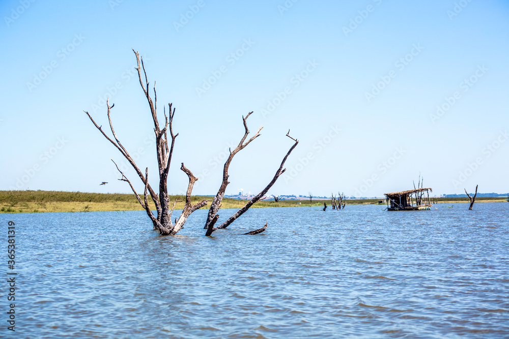 Dead trees with bare branches and bark standing upright in the water and blue sky in Brazil Dead trees with bare branches and bark standing upright in the water and blue sky in Brazil