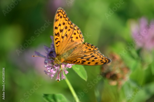 butterfly on flower © ELENA