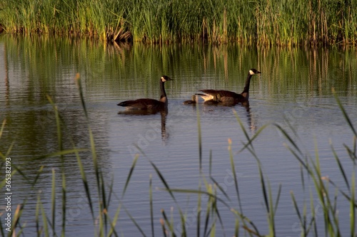 Canada goose Pair with Downey Goslings, South East City Park, Canyon, Texas.