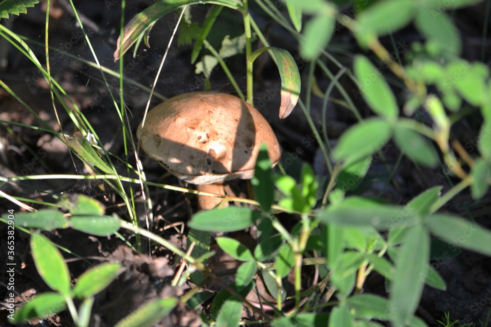 mushroom in the forest mushroom in the forest