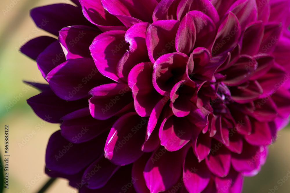 purple dahlia flower