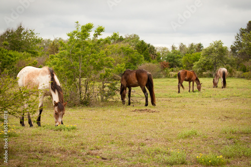 wild horses in the meadow on Cumberland island National Seashore 