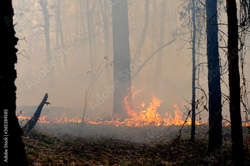 forest fire, dangerous environmental situation