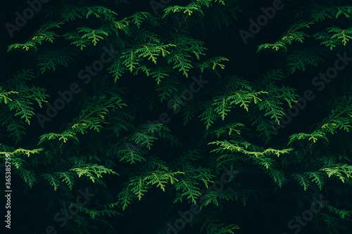 Fototapeta Naklejka Na Ścianę i Meble -  Tropical green leaves, abstract green leaf forest pattern texture, nature background and wallpaper