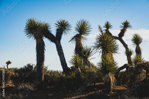 Multiple Joshua Trees On top of a mountain In California