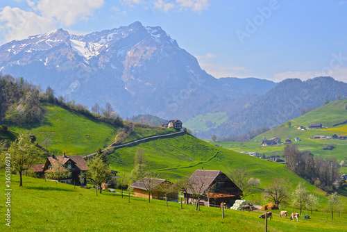 View of the Switzerland mountain and green grass of spring