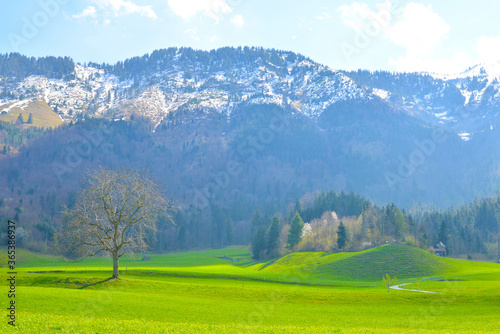 View of the Switzerland mountain and green grass of spring