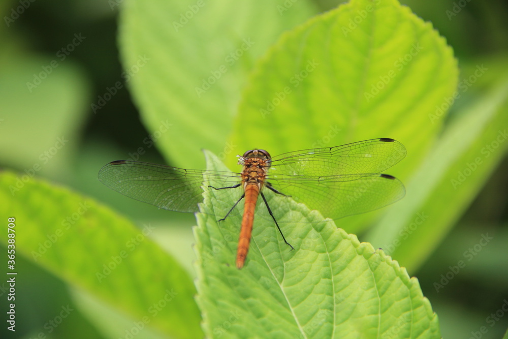 紫陽花の葉の先にとまっている、羽が一枚千切れたトンボ