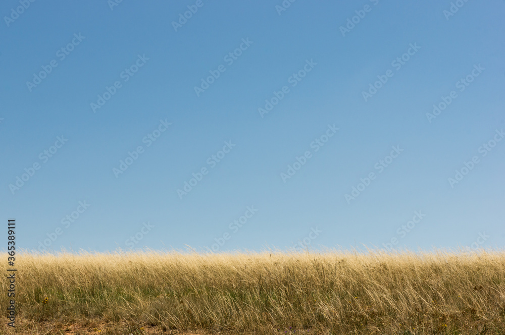 Overgrown Natural Grass Against Clear Blue Sky
Overgrown Natural Grass Against Clear Blue Sky