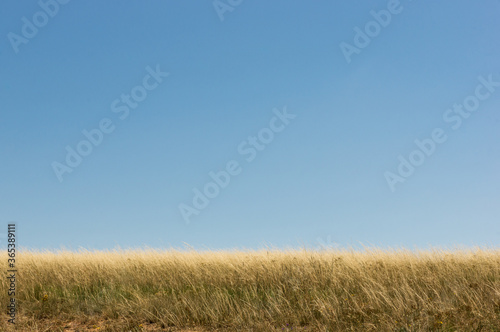Overgrown Natural Grass Against Clear Blue Sky 