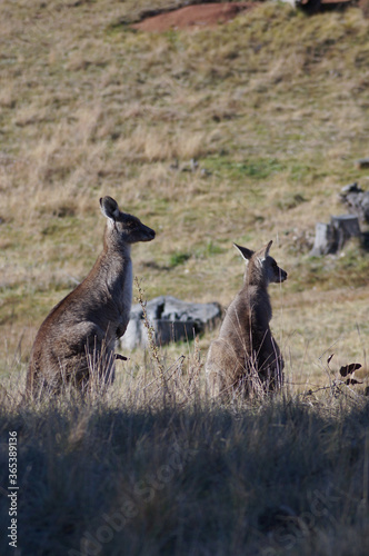 Fototapeta Naklejka Na Ścianę i Meble -  Two Kangaroos looking away in a nature reserve