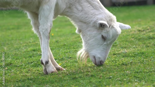 Close up of a white Billy Goat grazing in a field