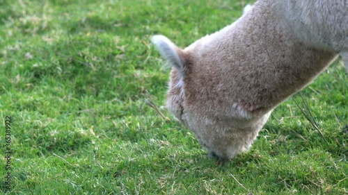 Close up of an Alpaca grazing in a field