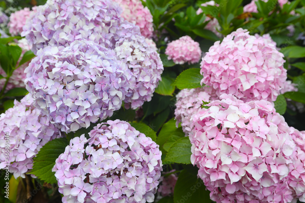 colorful hydrangea in a park