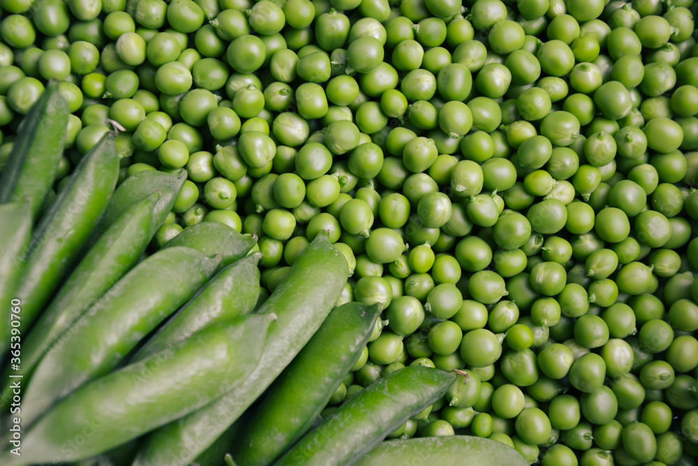 Green pea background. Pea freshly picked. Organic peas pods. Fresh vegetables. Healthy eating. Countryside garden harvest. Green pea background. Pea freshly picked. Organic peas pods. Fresh vegetables. Healthy eating. Countryside garden harvest.