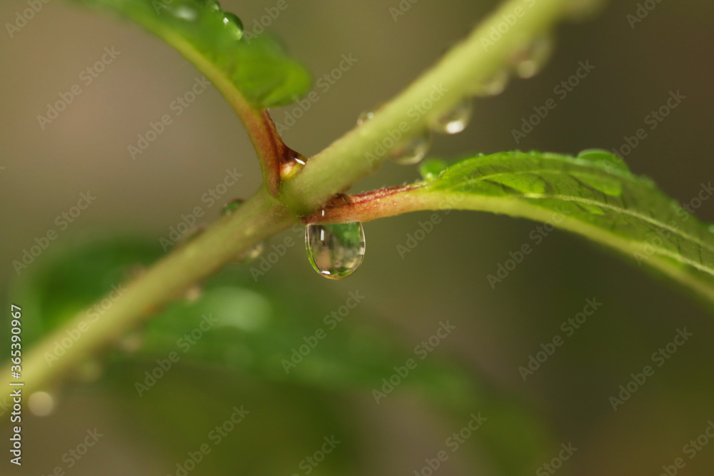 drop of water on the leaves drop of water on the leaves