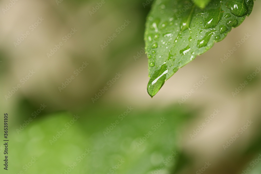 drop of water on the leaves drop of water on the leaves