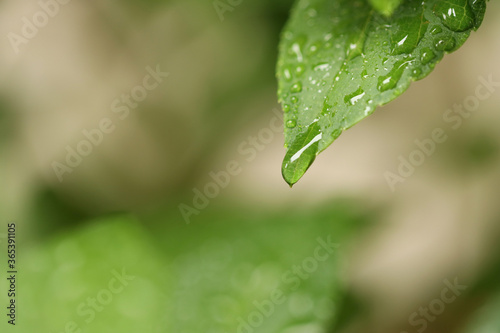 drop of water on the leaves