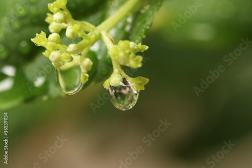 drop of water on the leaves