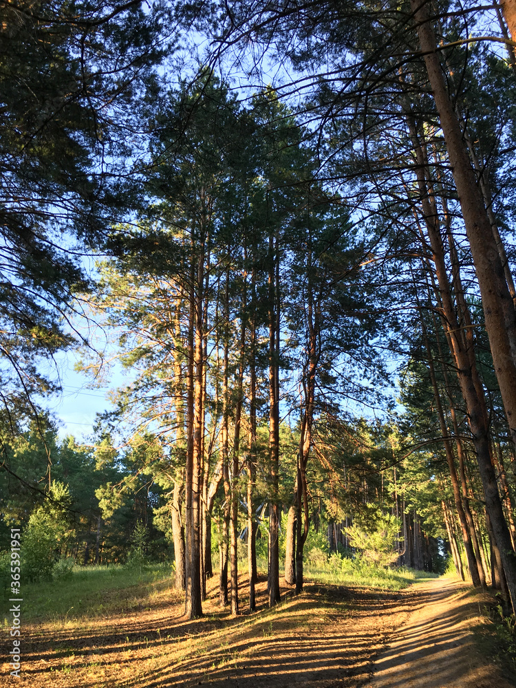 Obraz premium road in the forest