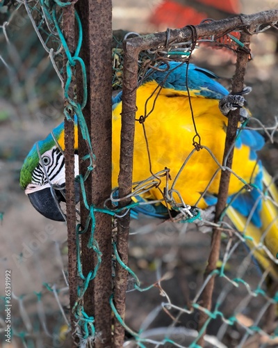 Macaw