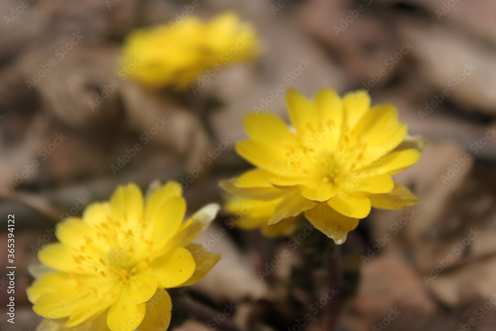 first spring yellow flowers of snowdrops on a background of dry leaves suitable for background first spring yellow flowers of snowdrops on a background of dry leaves suitable for background