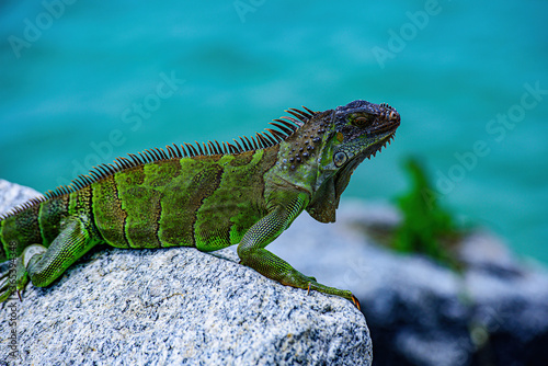 Wildlife and nature  marine Iguana. Green lizards iguana. Wildlife reptile in Florida.