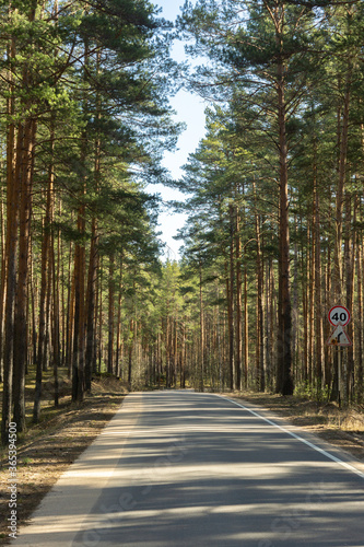 Asphalt road in a pine forest flooded with sunlight. Road signs speed limit and sharp turn