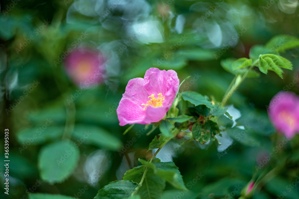 Rosa rugosa (rugosa rose, beach rose)
