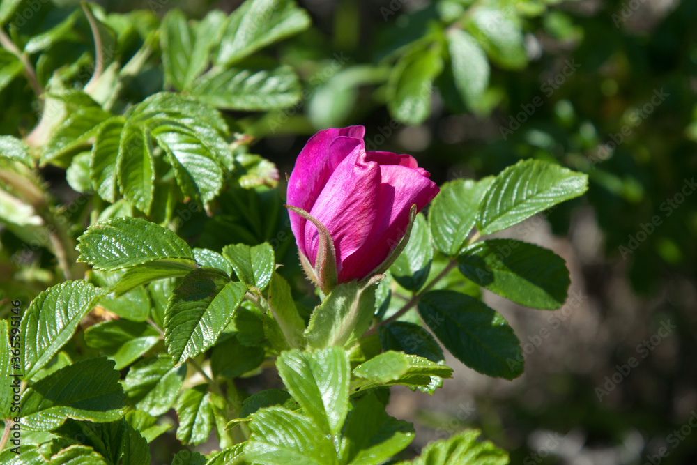 pink rose hip flower on green leaves background pink rose hip flower on green leaves background