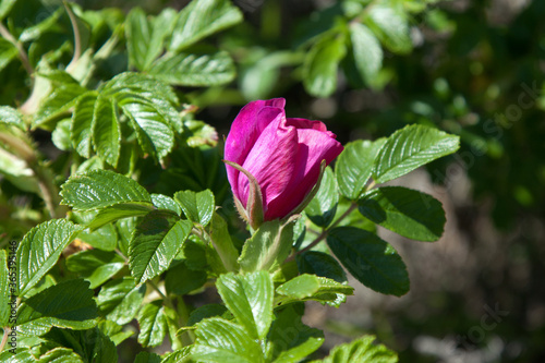 pink rose hip flower on green leaves background