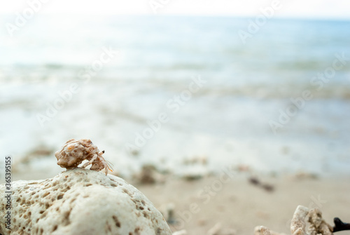 沖縄の海でみつけた珊瑚に乗った小さくてかわいい天然記念物のヤドカリ