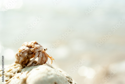 沖縄の海でみつけた珊瑚に乗った小さくてかわいい天然記念物のヤドカリのアップ