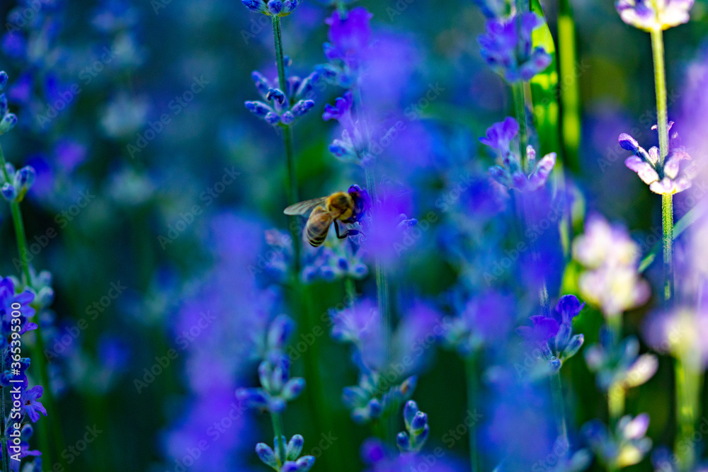 insects on purple lavender flower collecting pollen insects on purple lavender flower collecting pollen