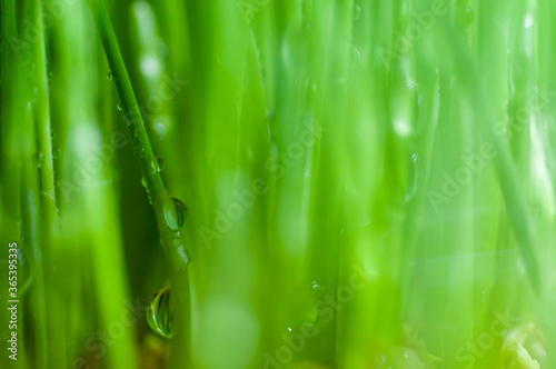 Green Grass macro background dew drop