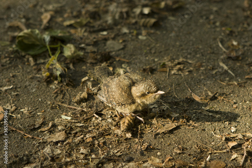 The bird blackbird chick fell out of the nest and sits in a park on the ground among the dried leaves.