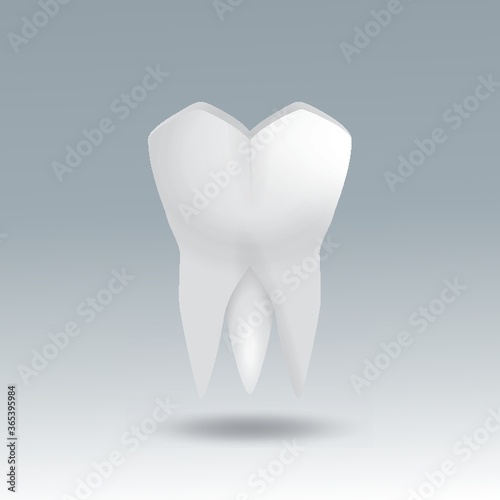 molar tooth