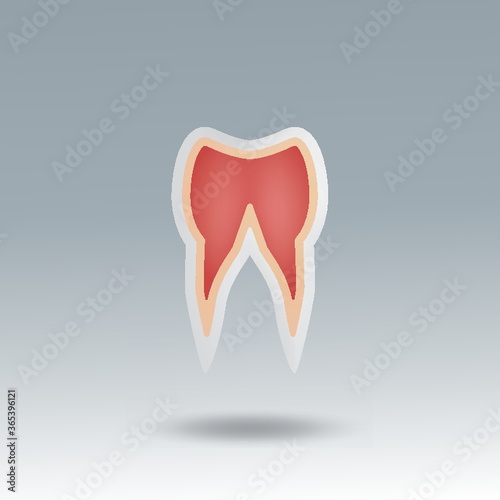 tooth root