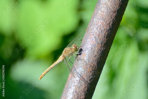 Dragonfly sitting on a metal pipe